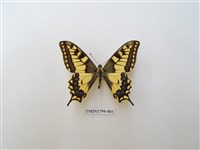 藏品(鳳蝶科)的圖片